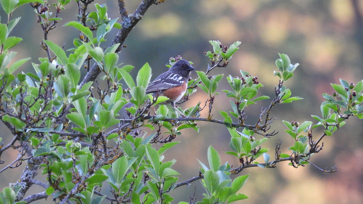 Spotted Towhee - ML620625890