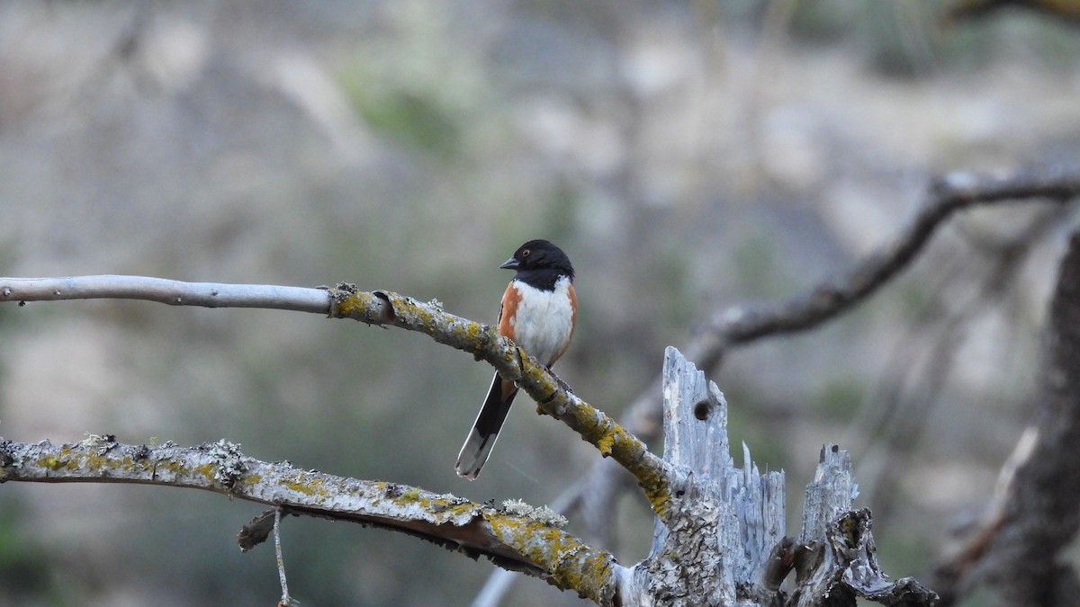 Spotted Towhee - ML620625891