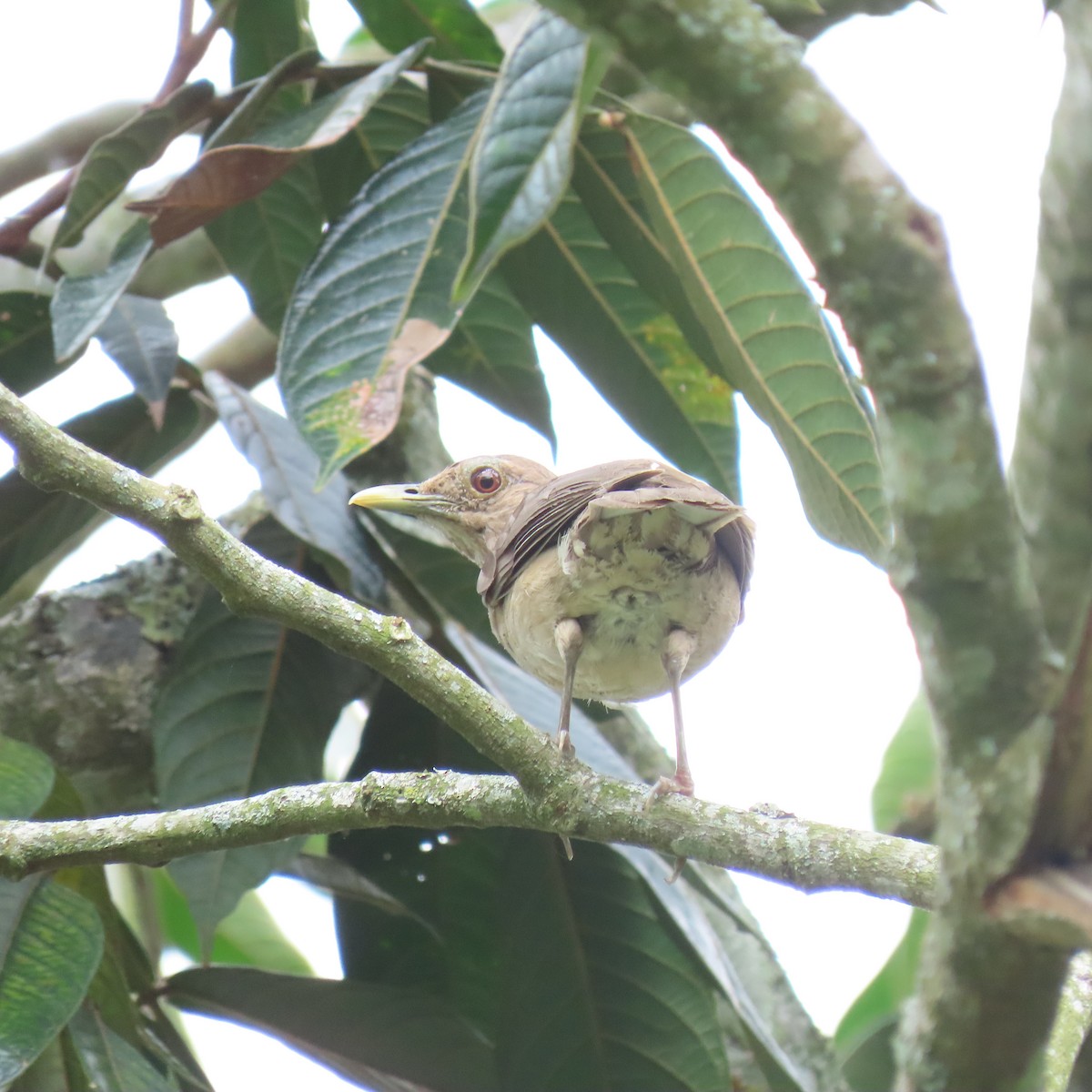 Clay-colored Thrush - ML620625897