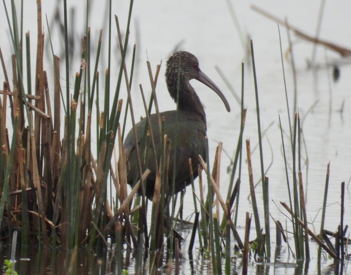 Ibis à face blanche - ML620625899