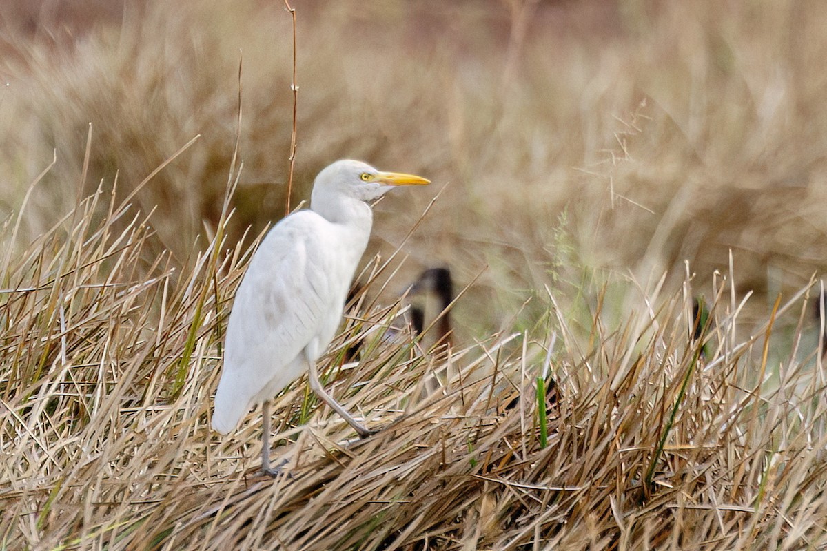 Western Cattle Egret - ML620625902