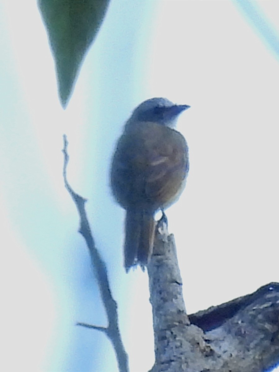 Gray-capped Flycatcher - ML620625904