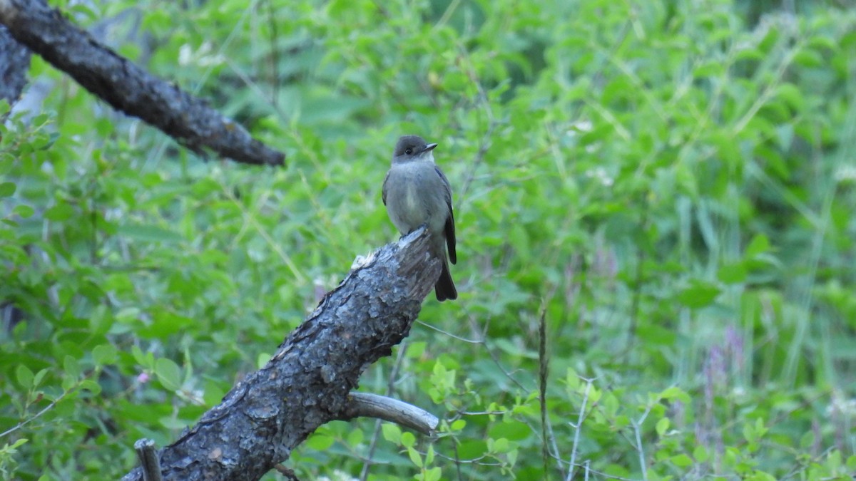 Western Wood-Pewee - ML620625905