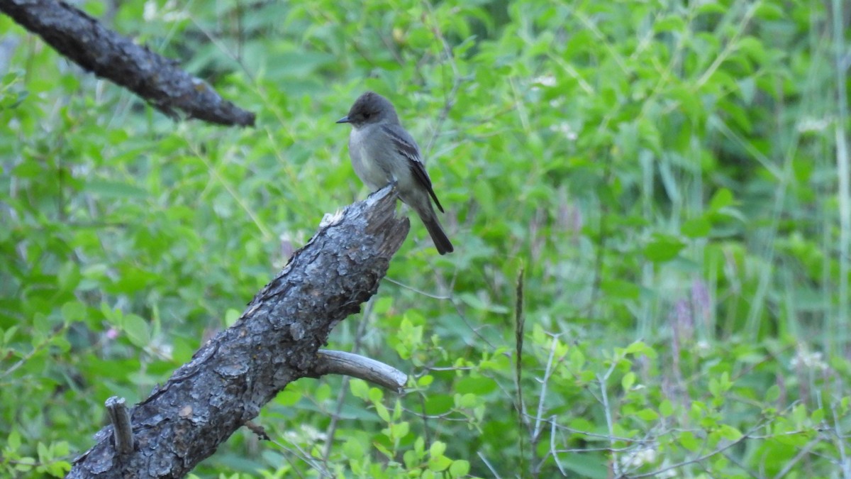 Western Wood-Pewee - ML620625906