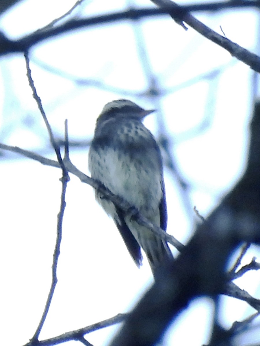 Variegated Flycatcher - ML620625908