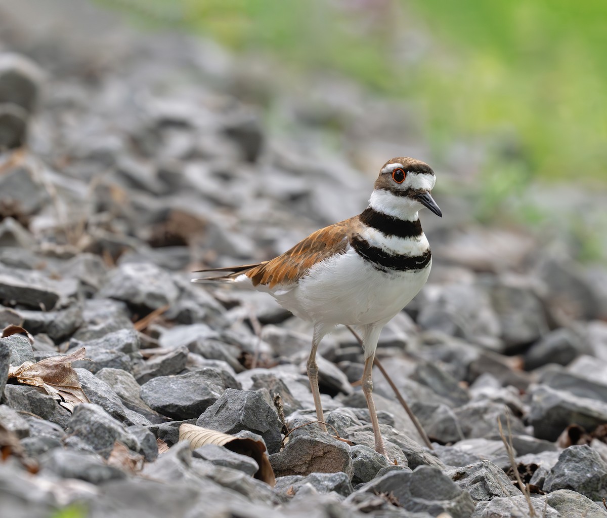 Killdeer - ML620625914