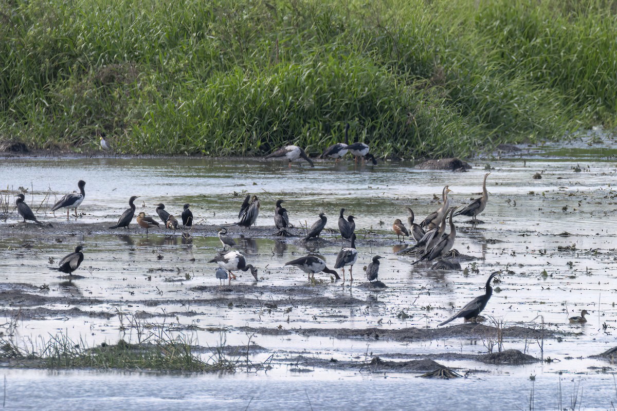 Magpie Goose - ML620625915