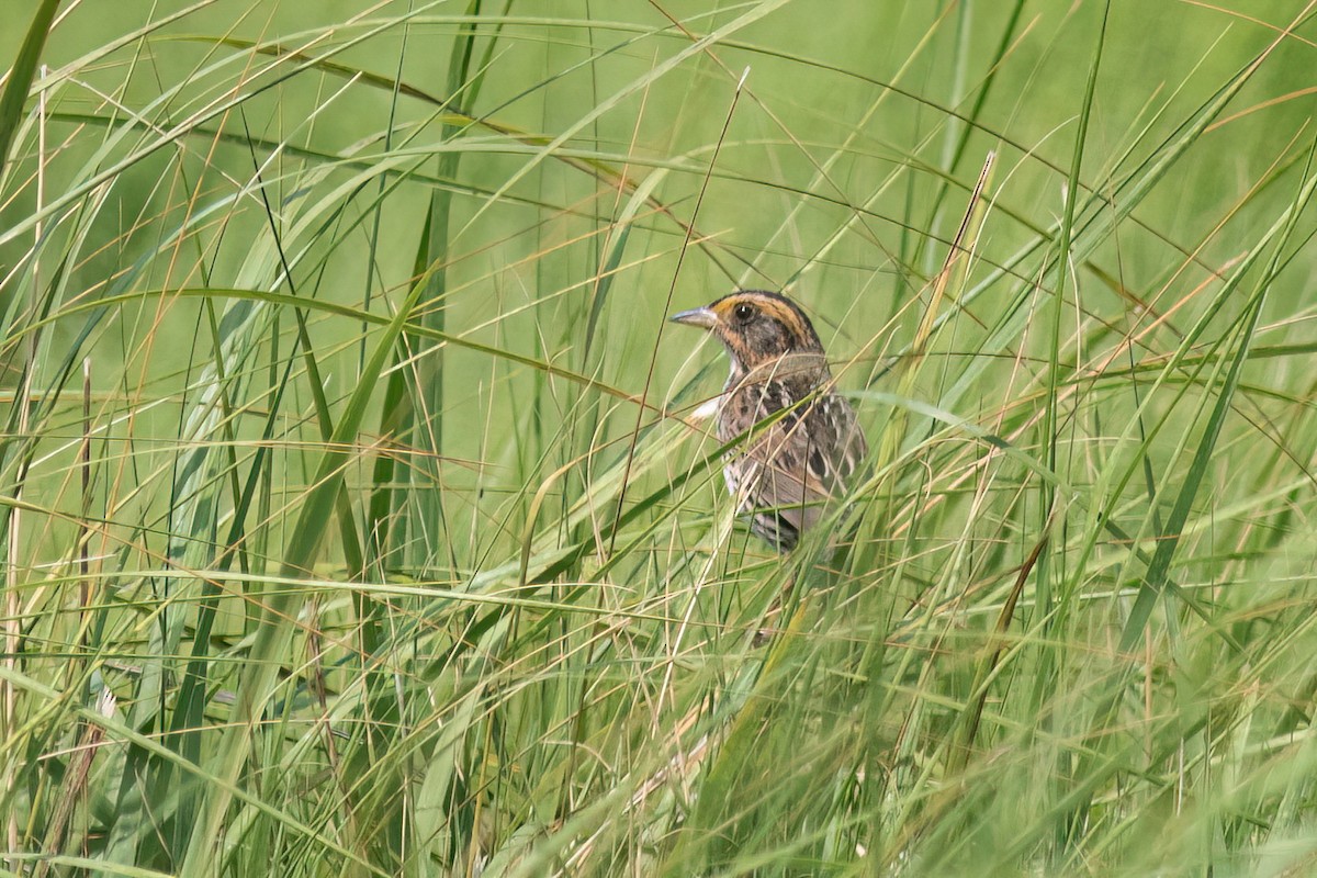 Bruant à queue aiguë - ML620625916