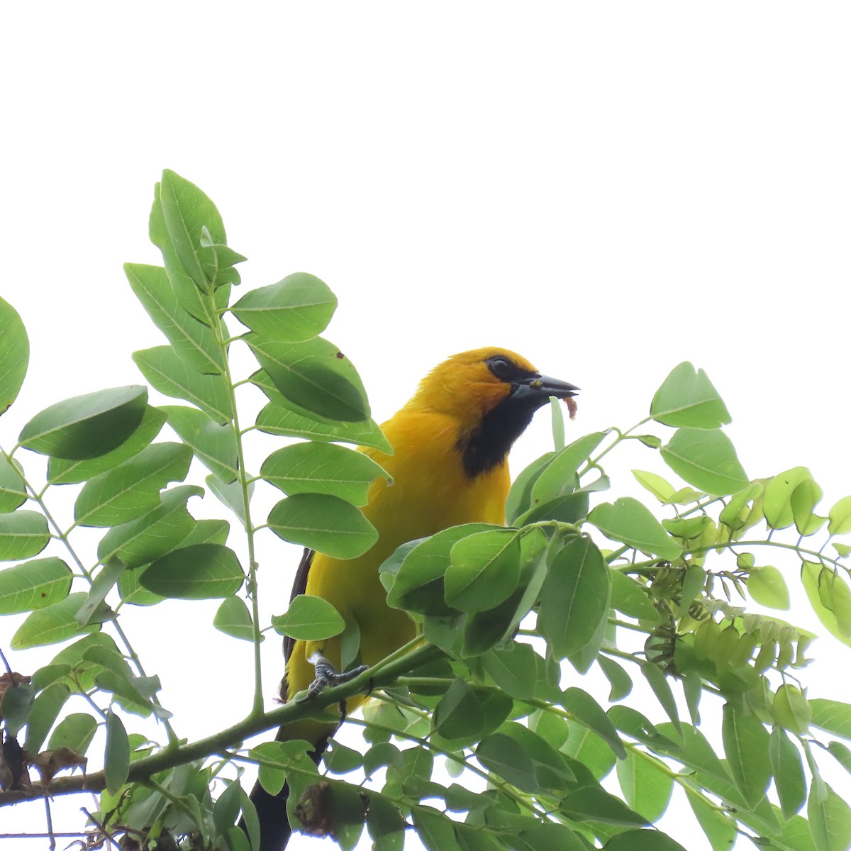 Yellow Oriole - ML620625919