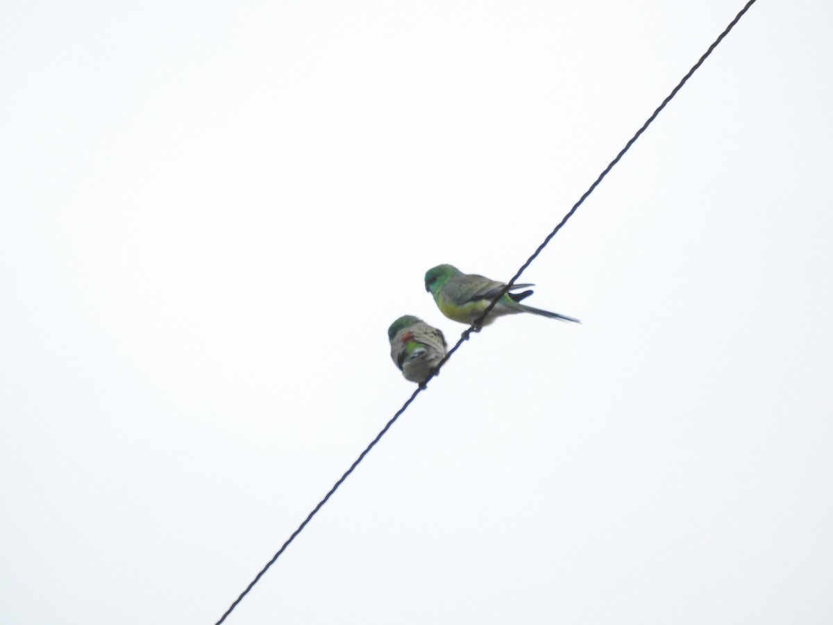 Red-rumped Parrot - ML620625920