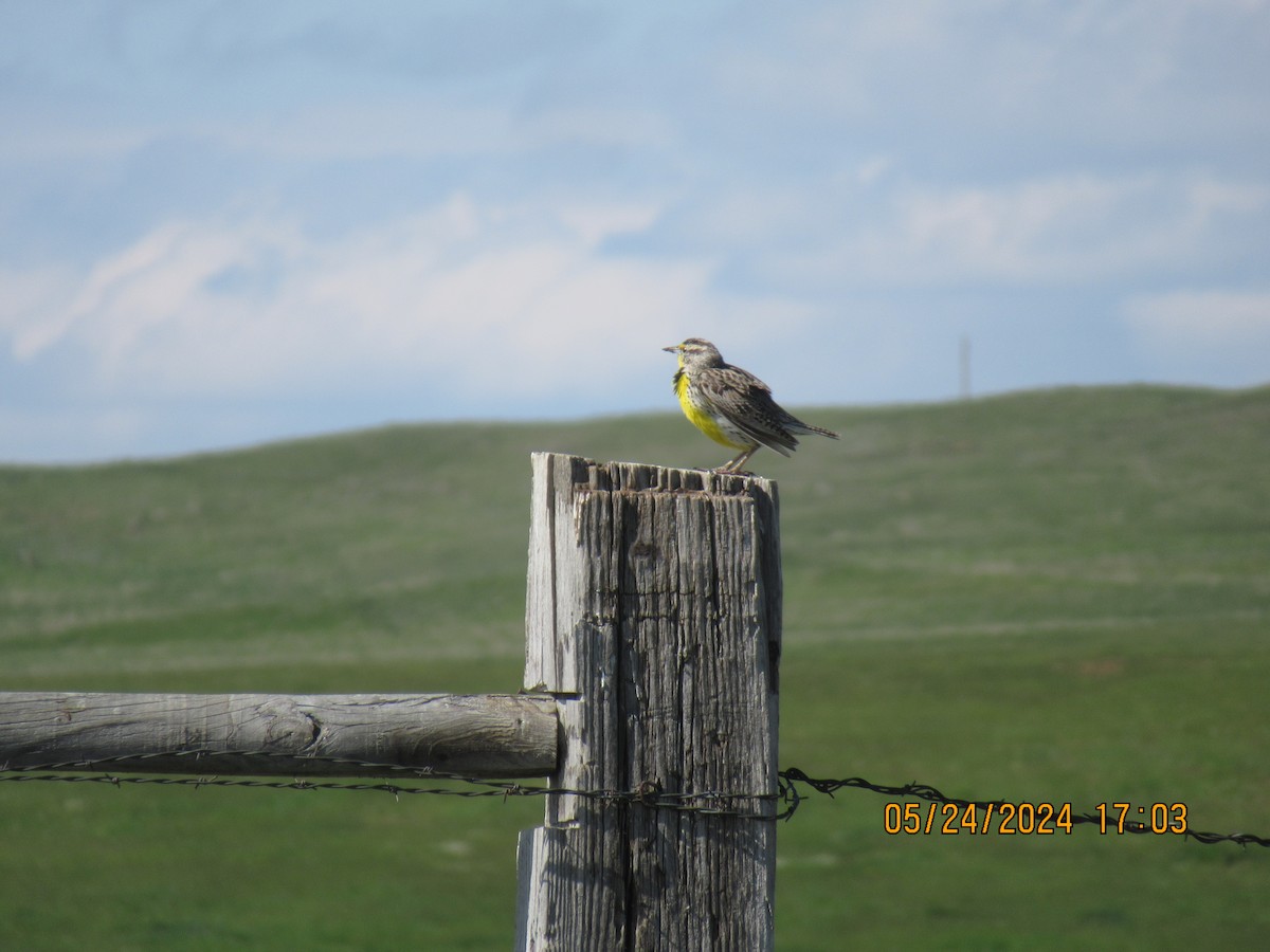 Western Meadowlark - ML620625922