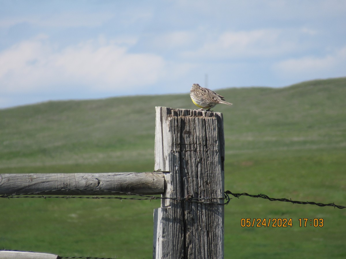 Western Meadowlark - ML620625923