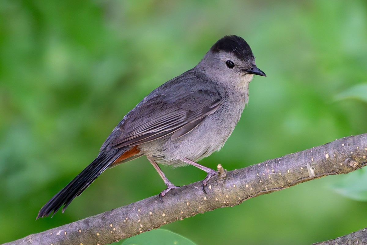 Gray Catbird - ML620625924