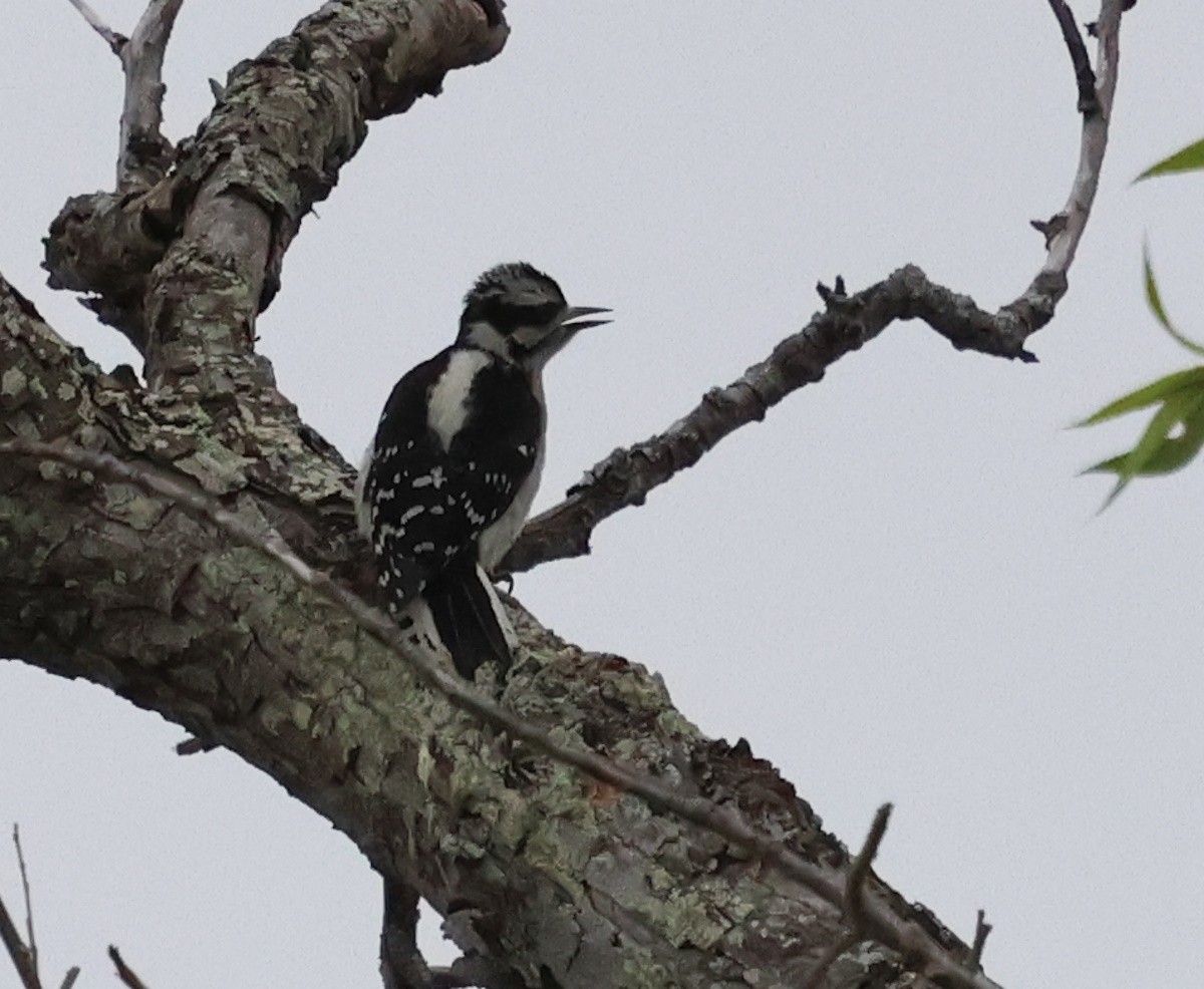 Downy Woodpecker - ML620625925