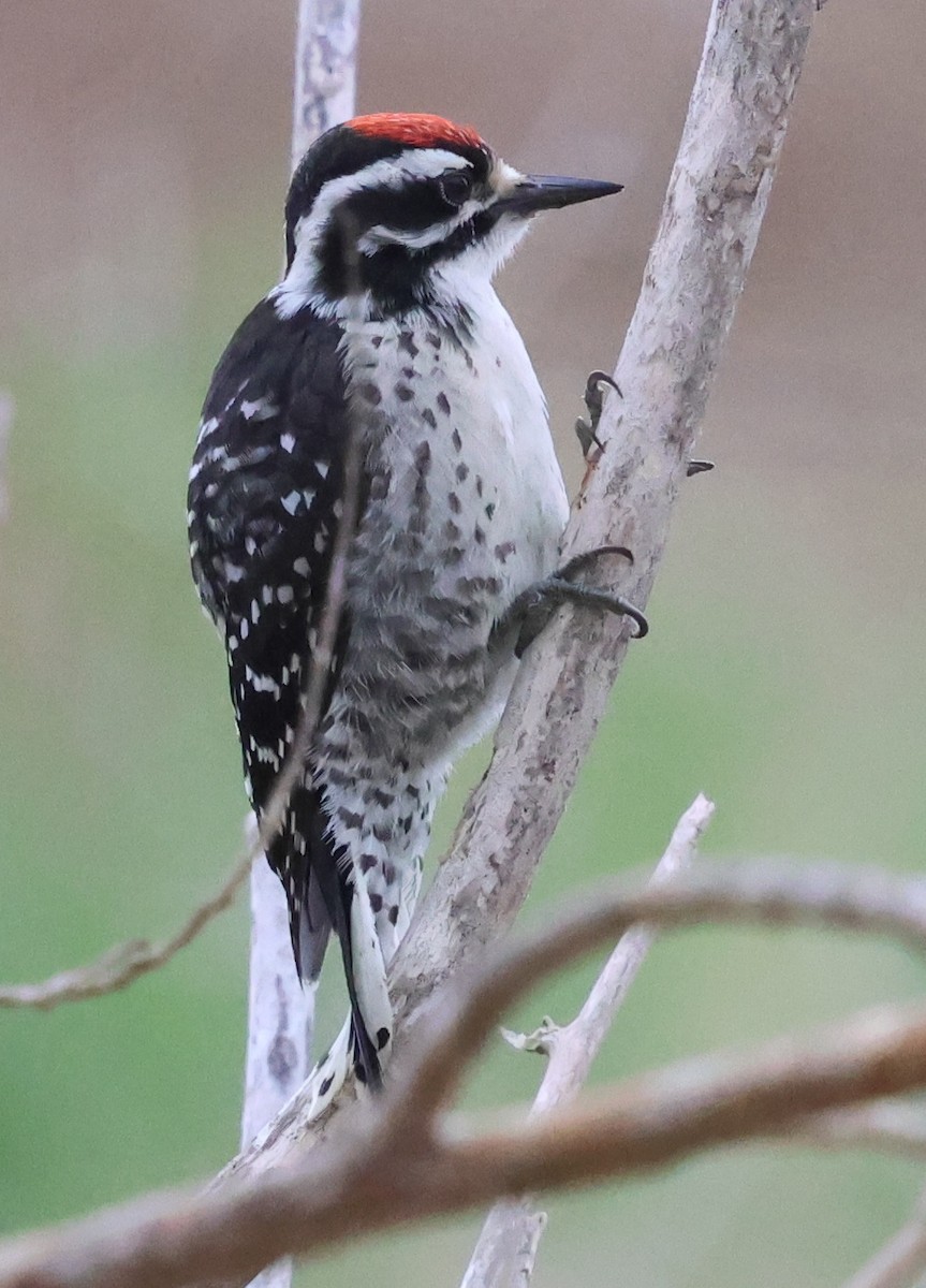 Nuttall's Woodpecker - ML620625926