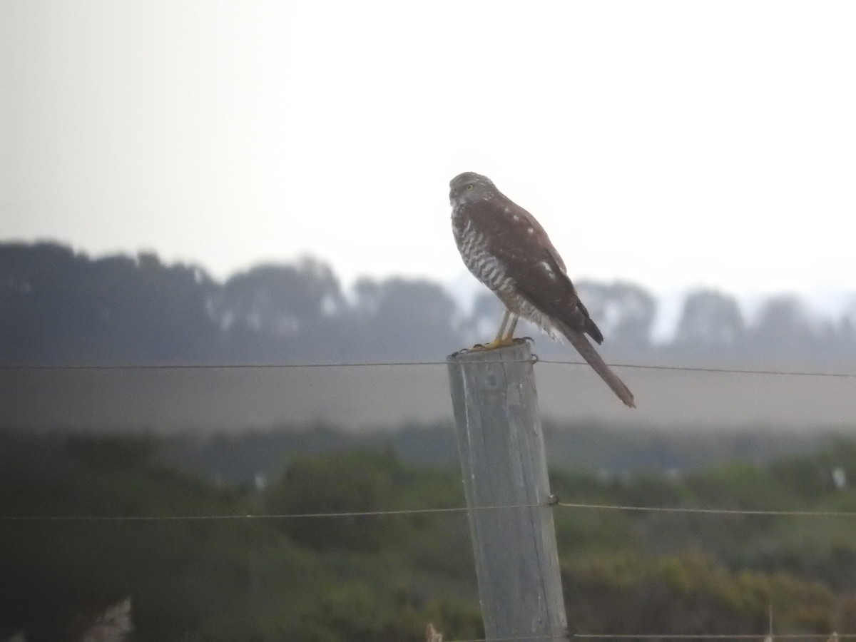 Brown Goshawk - ML620625930