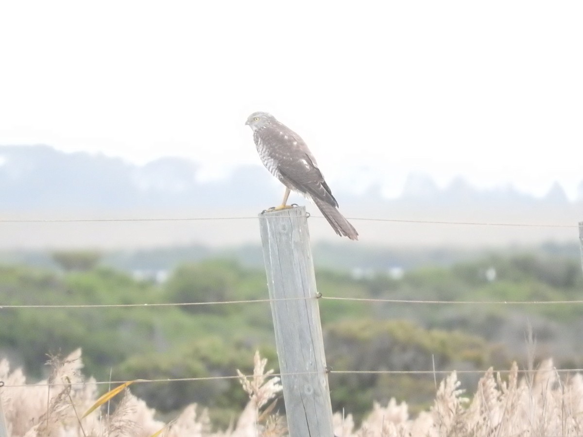 Brown Goshawk - ML620625931