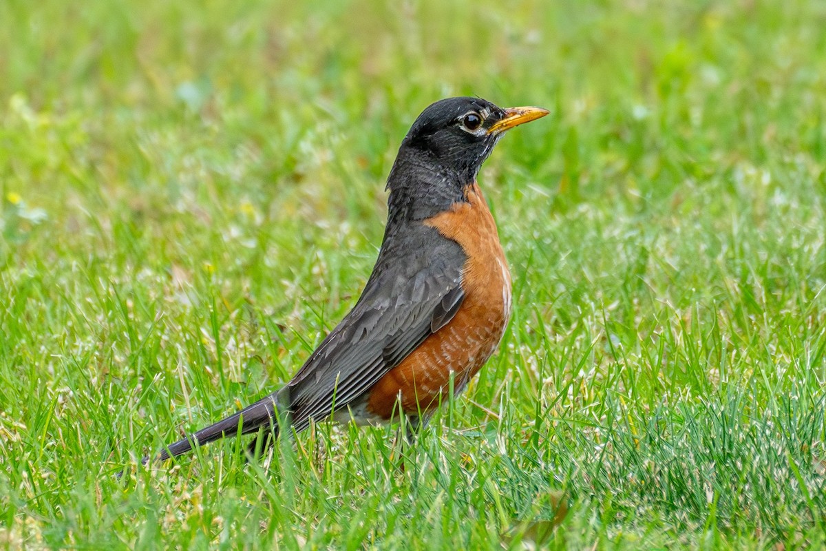 American Robin - ML620625932