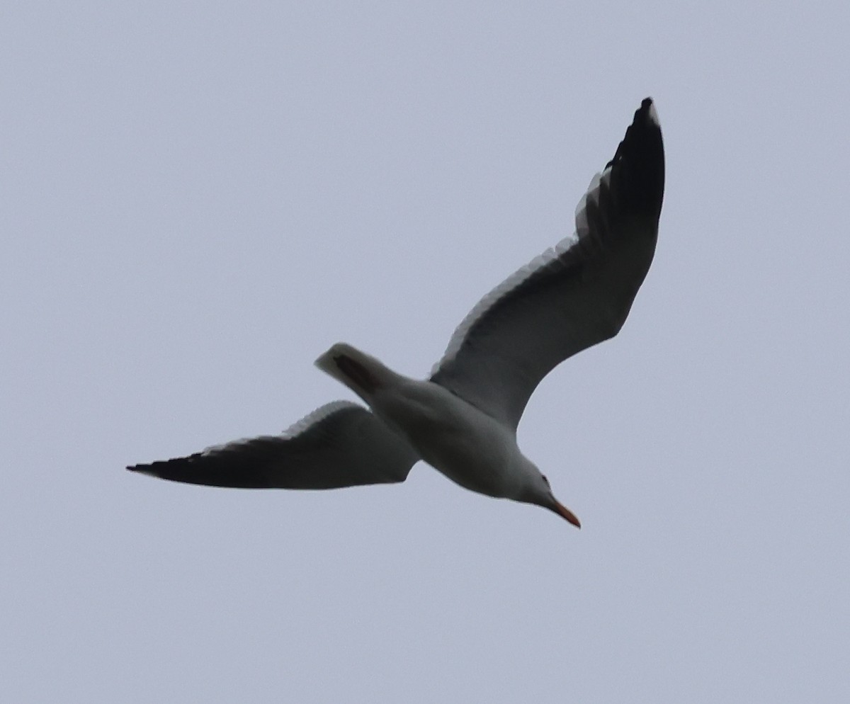 Western Gull - ML620625934