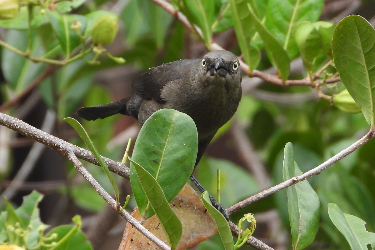 Carib Grackle - ML620625935