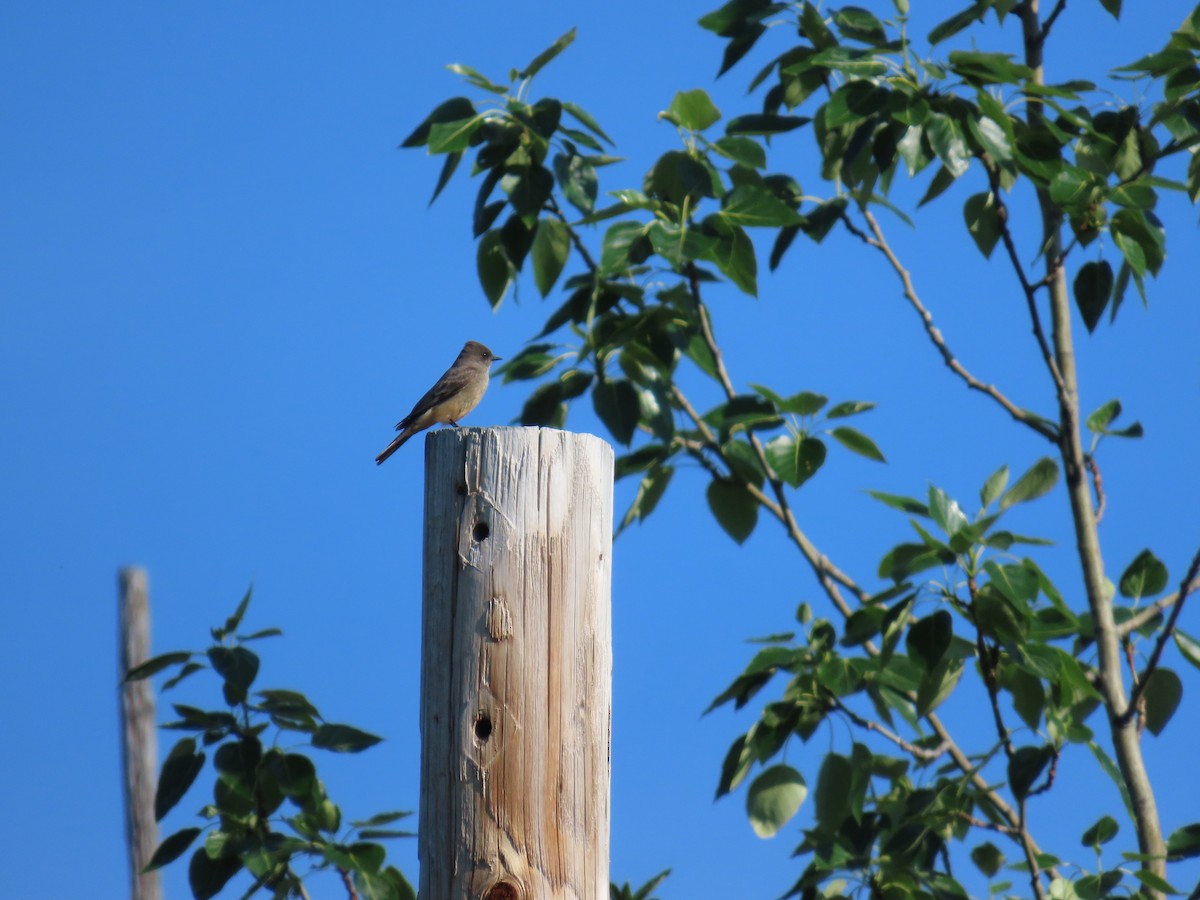 Say's Phoebe - ML620625942