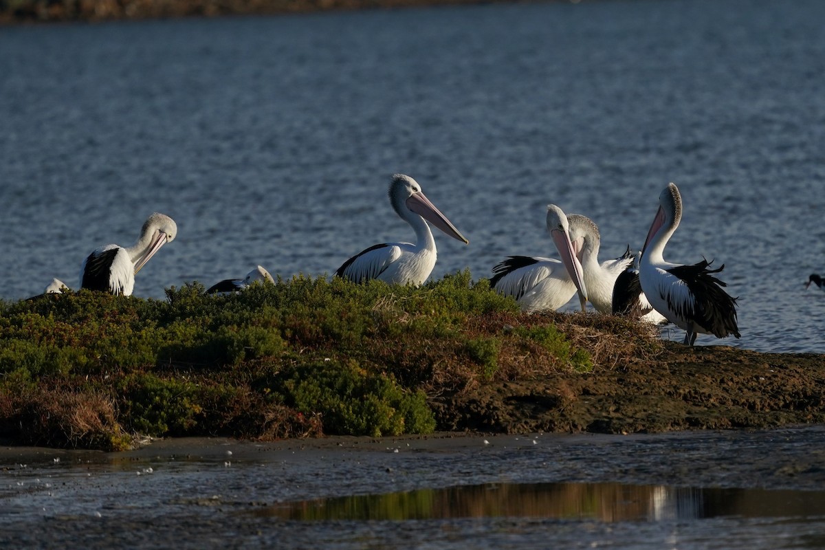 Australian Pelican - ML620625943