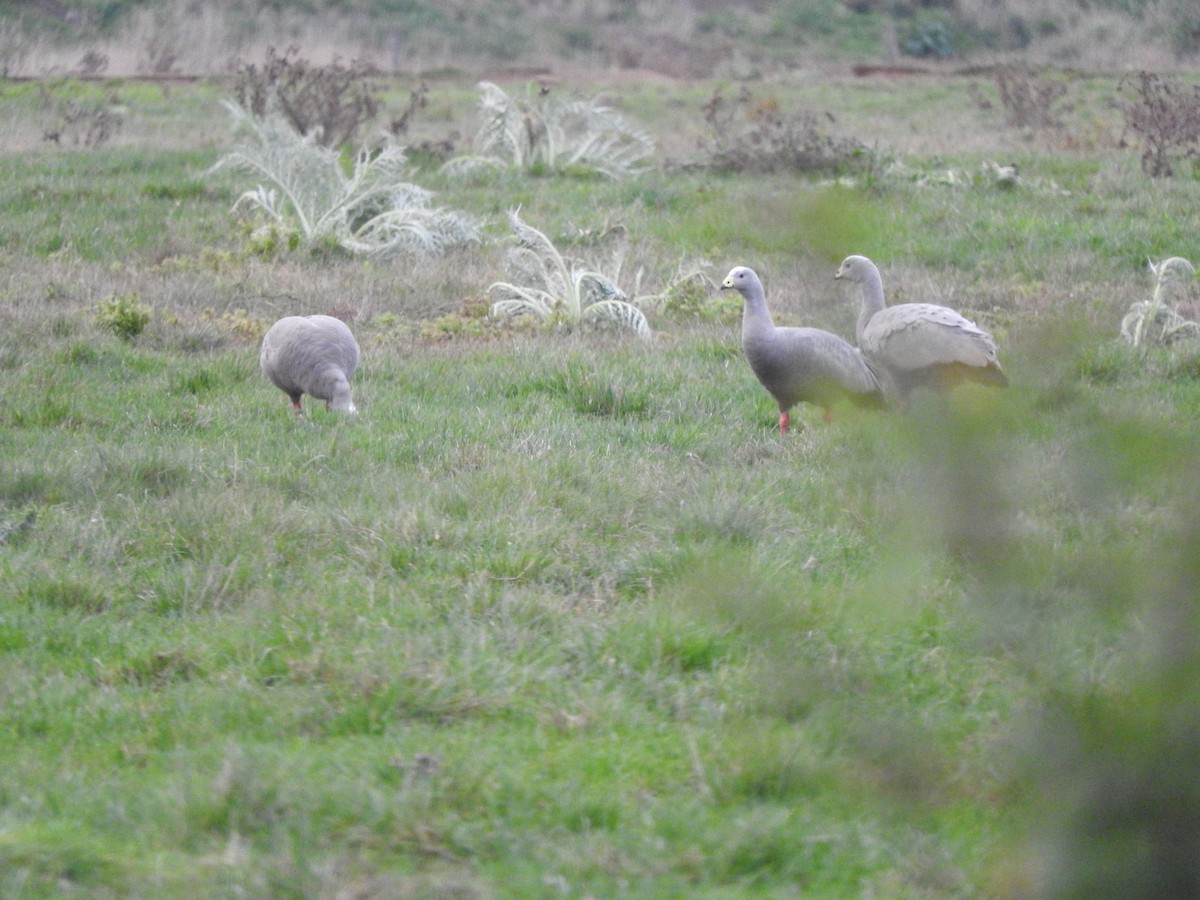 Cape Barren Goose - ML620625945