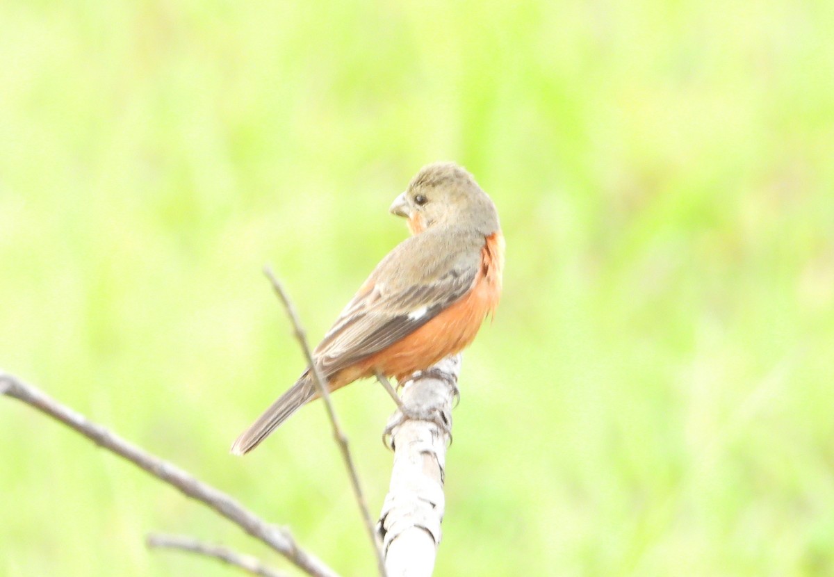 Ruddy-breasted Seedeater - ML620625946