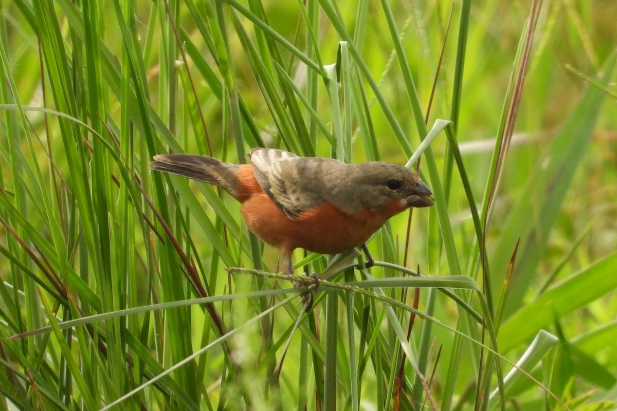 Ruddy-breasted Seedeater - ML620625947