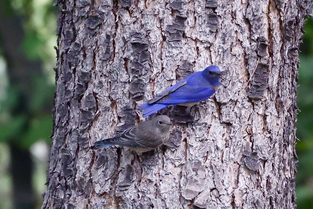 Western Bluebird - ML620625951