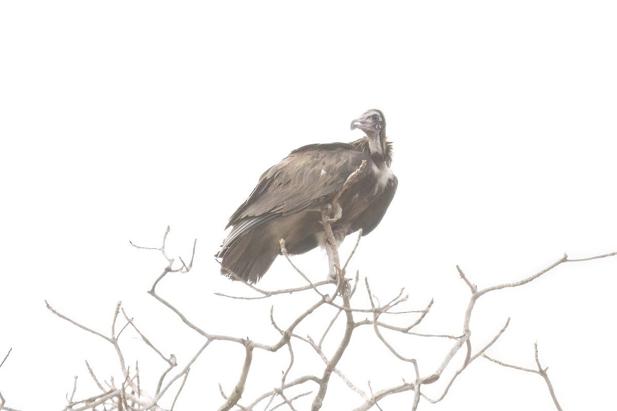 Hooded Vulture - ML620625952