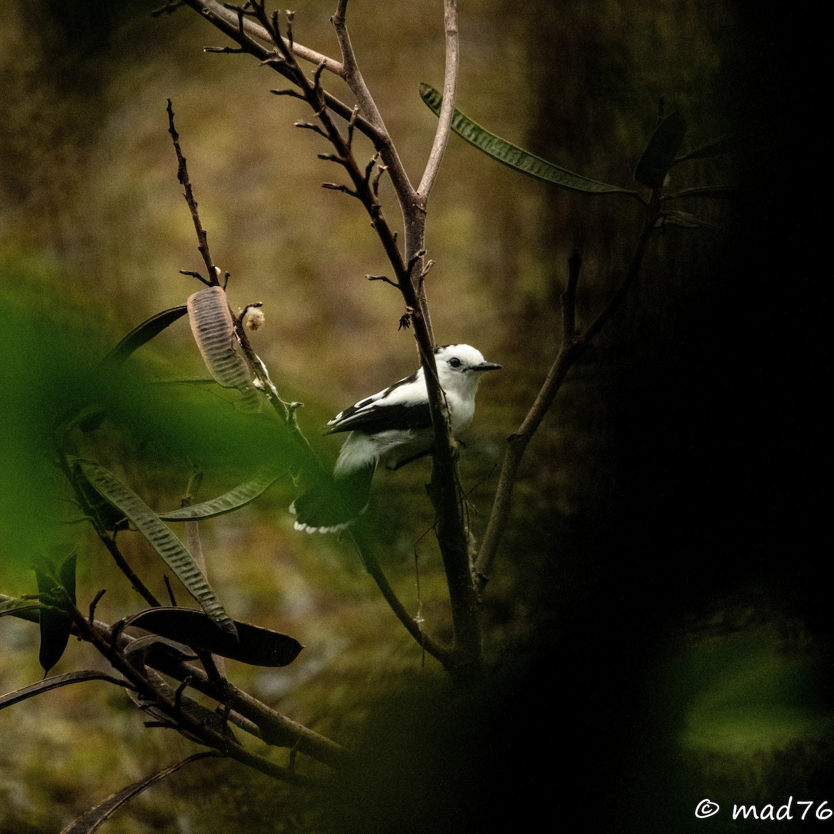 Pied Water-Tyrant - MARIO DELGADO