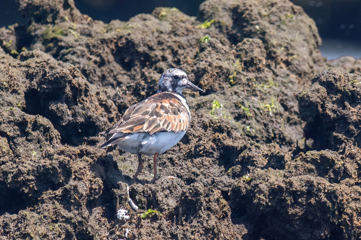 Ruddy Turnstone - ML620625955