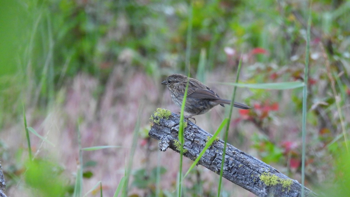 Song Sparrow - ML620625959