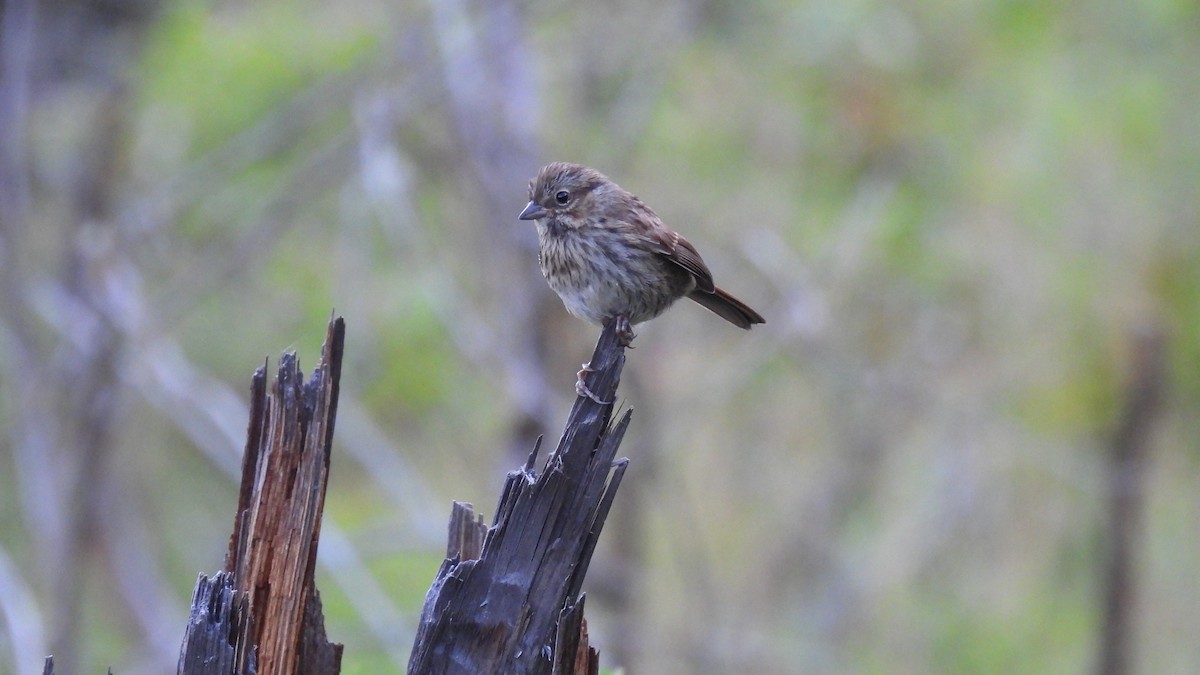 Song Sparrow - ML620625960