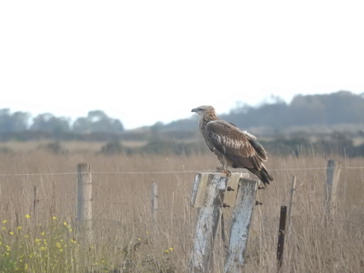 Weißbauch-Seeadler - ML620625962