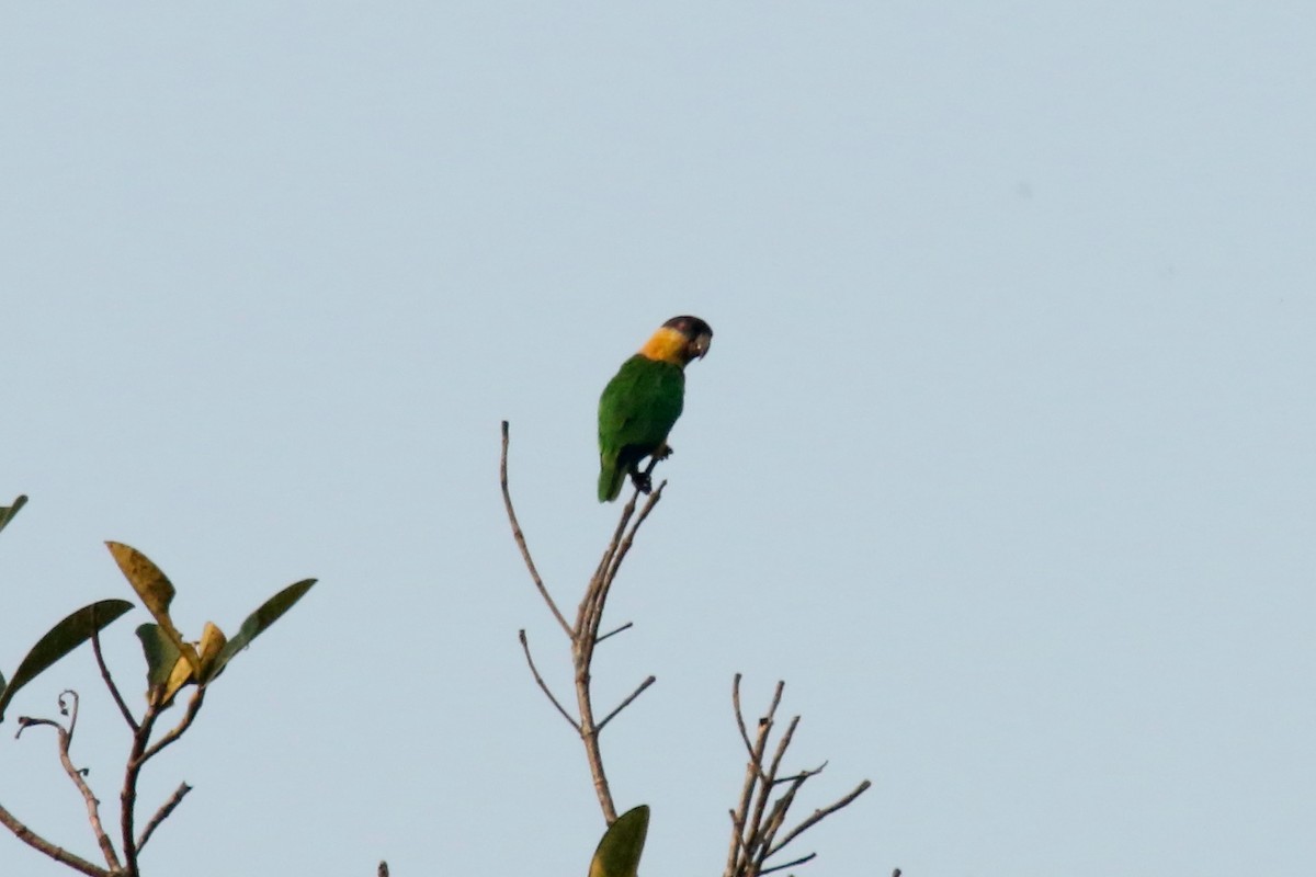 Black-headed Parrot - ML620625963