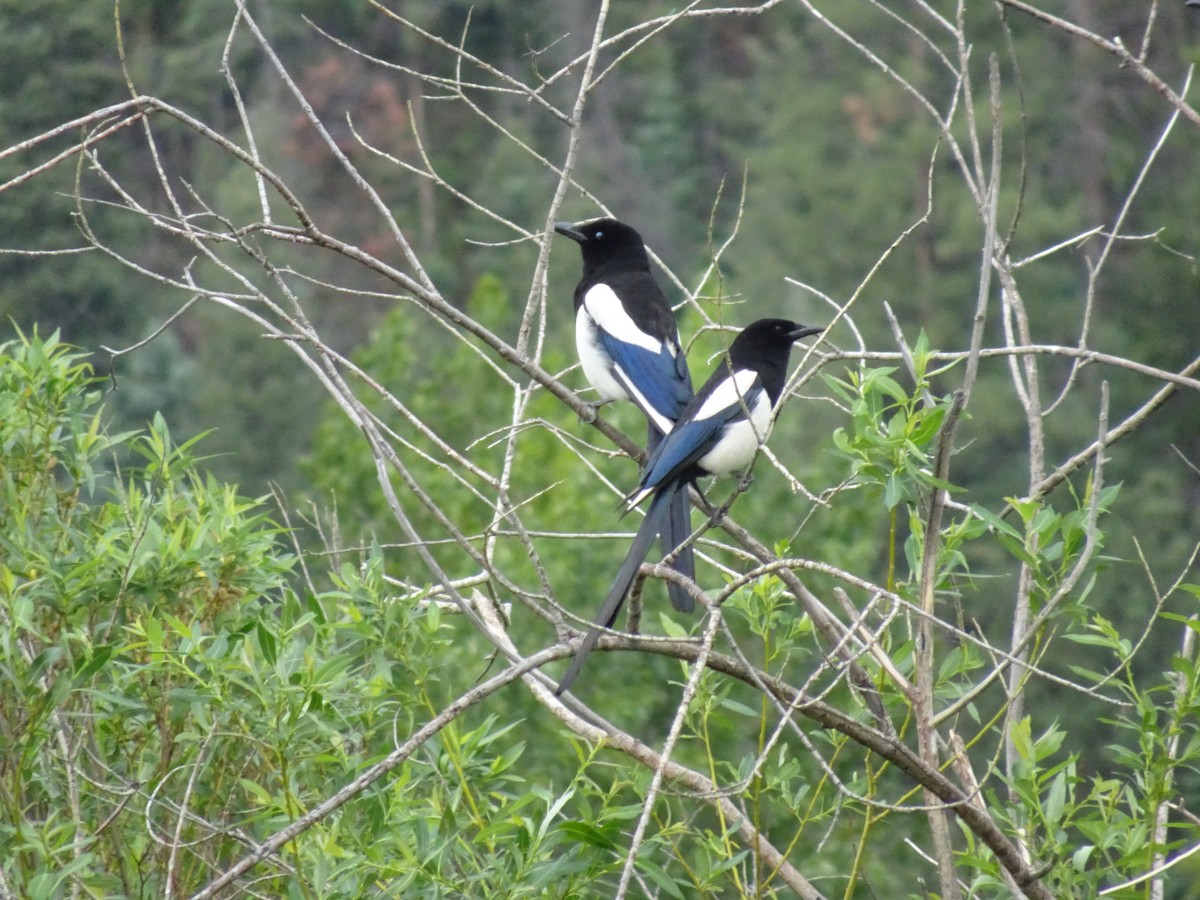 Black-billed Magpie - Julie Luetzelschwab