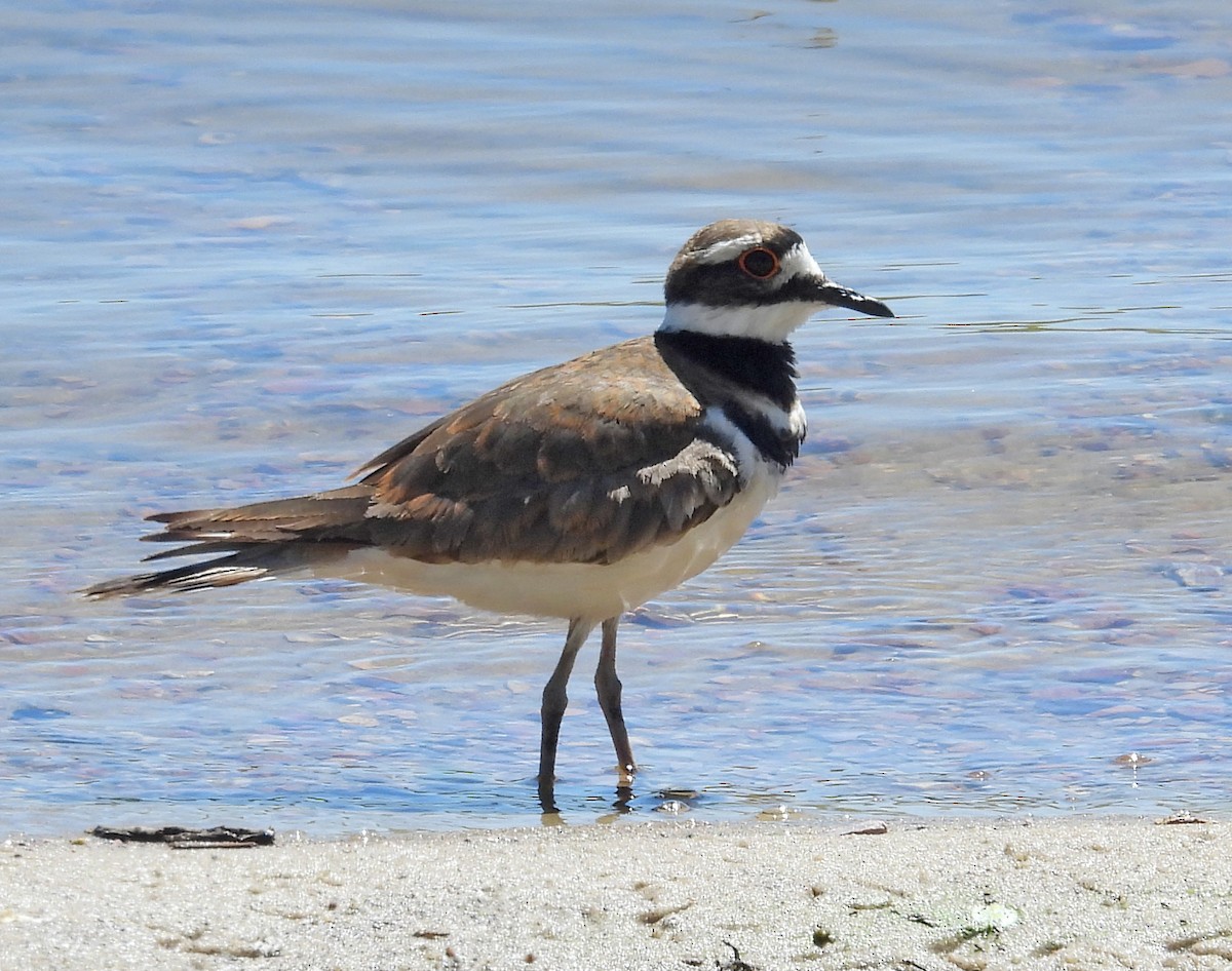 Killdeer - ML620625965