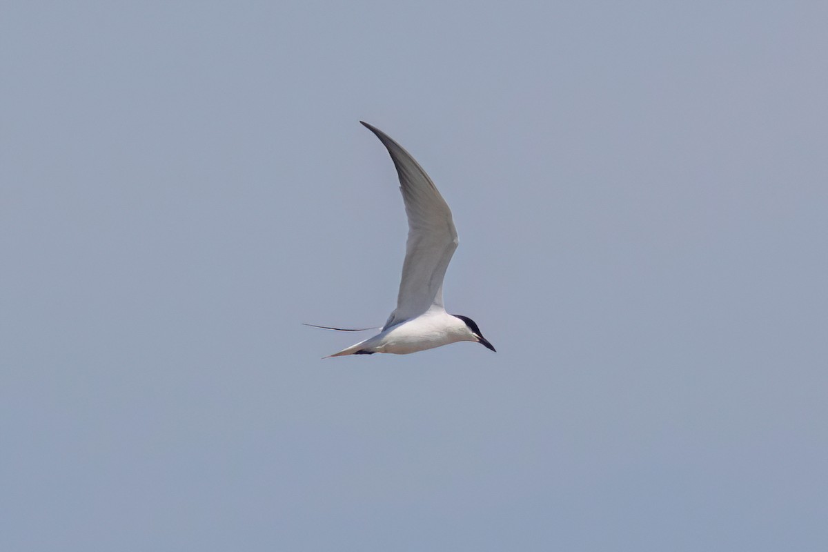 Gull-billed Tern - ML620625967