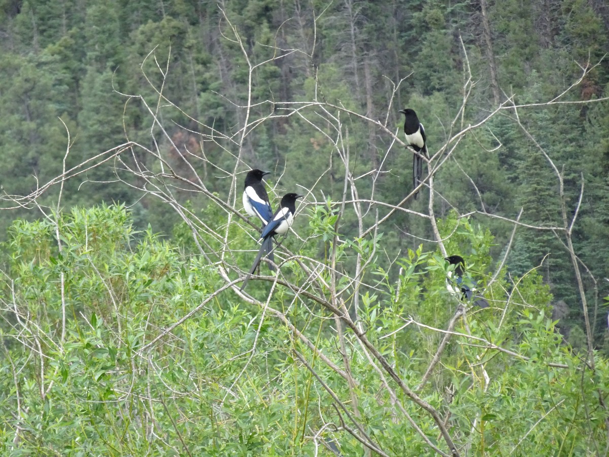 Black-billed Magpie - ML620625968