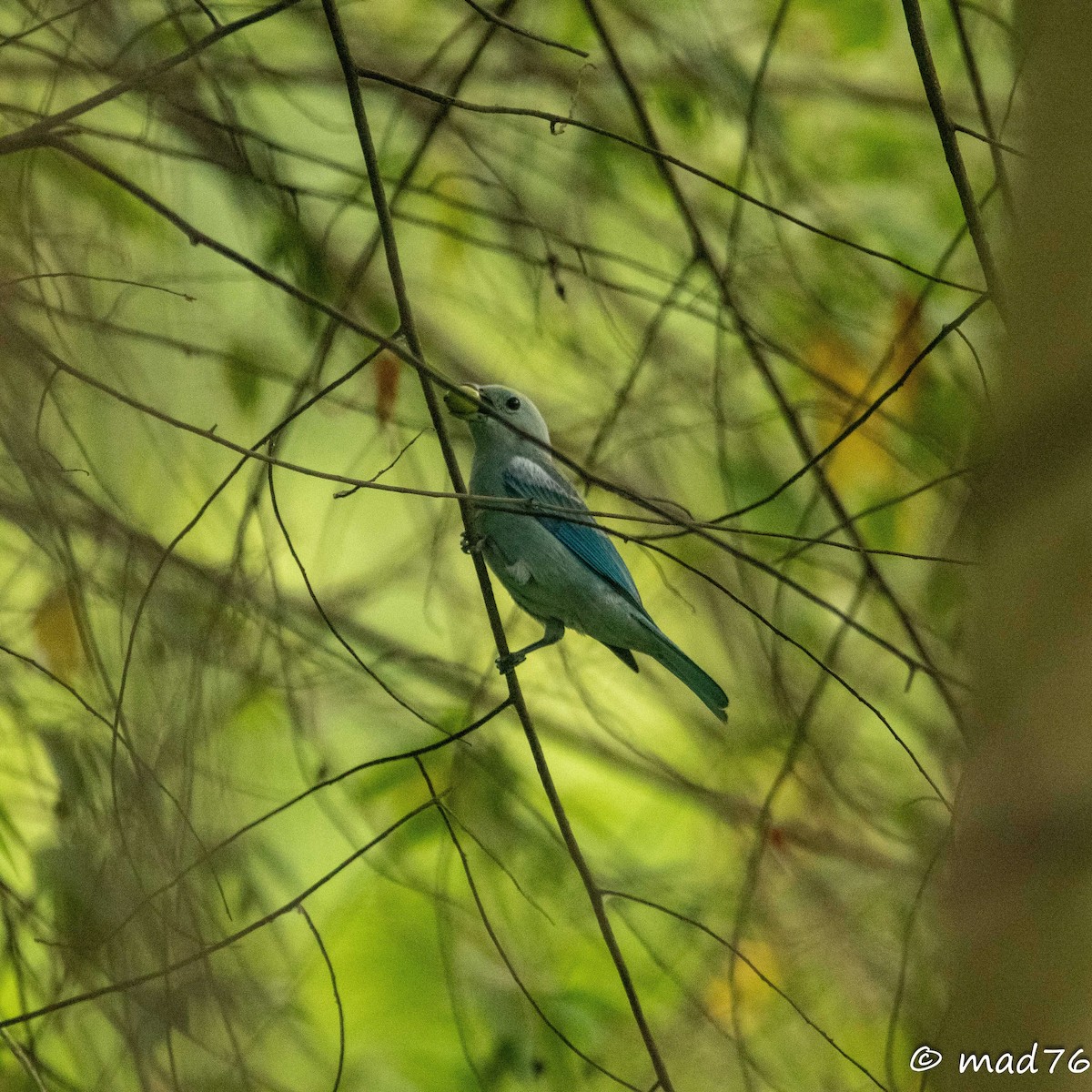 Blue-gray Tanager - ML620625969