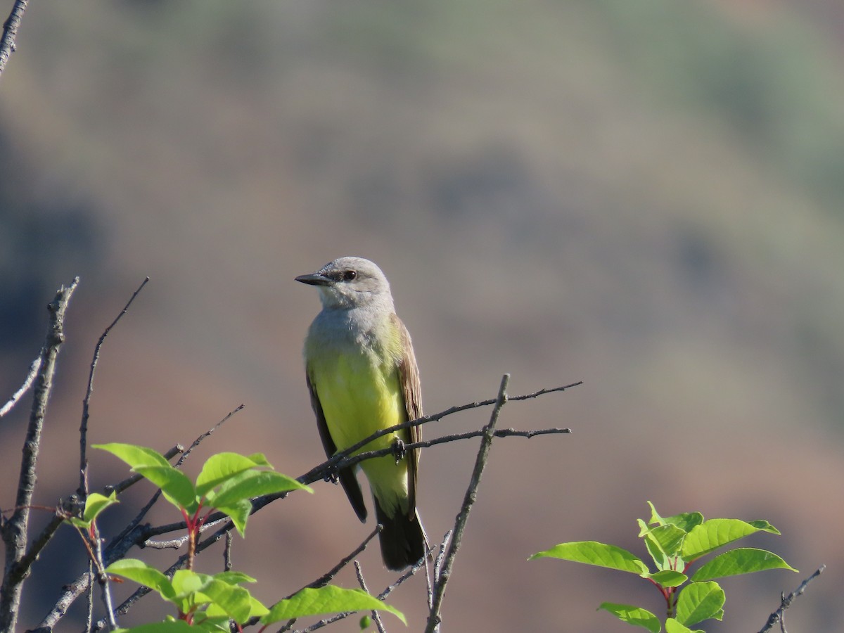 Western Kingbird - ML620625971