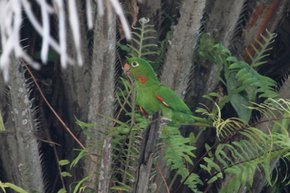 Aratinga Ojiblanca - ML620625972