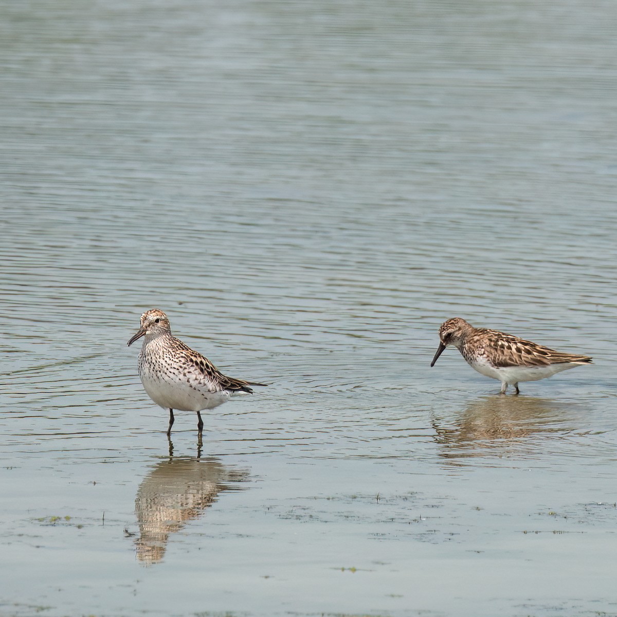 Weißbürzel-Strandläufer - ML620625973