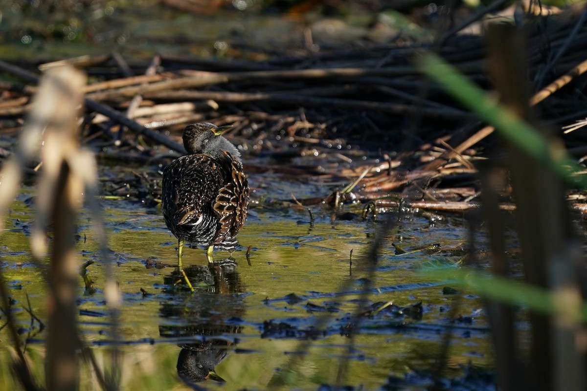 Australian Crake - ML620625974