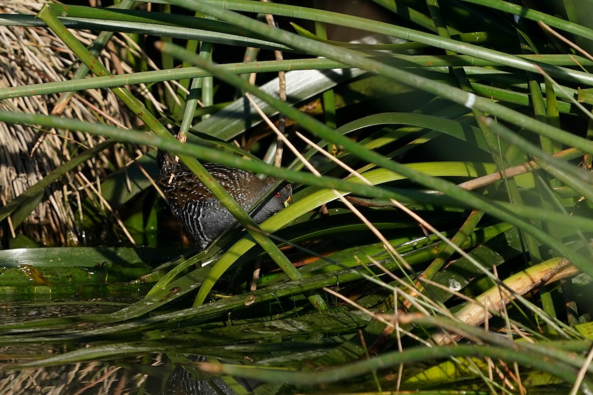 Australian Crake - ML620625975