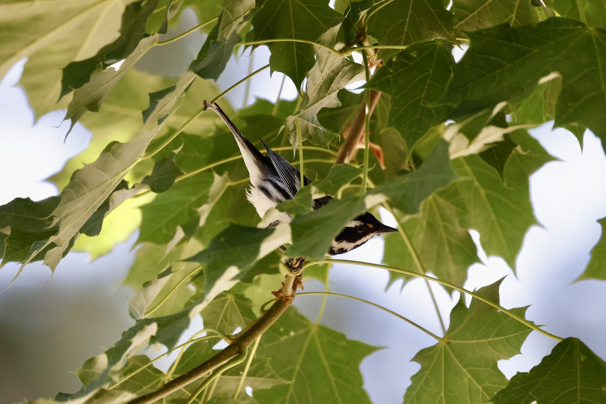 Black-throated Gray Warbler - ML620625989