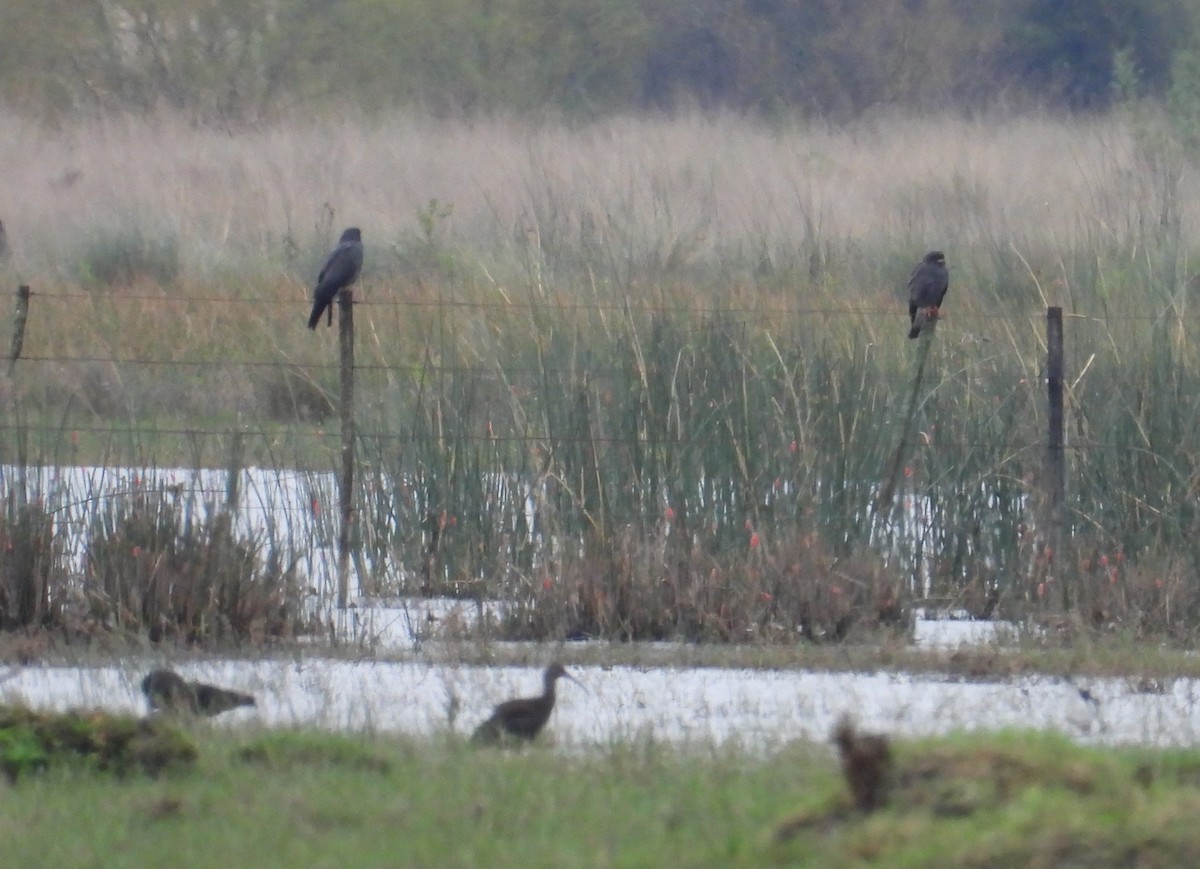 Snail Kite - ML620625991