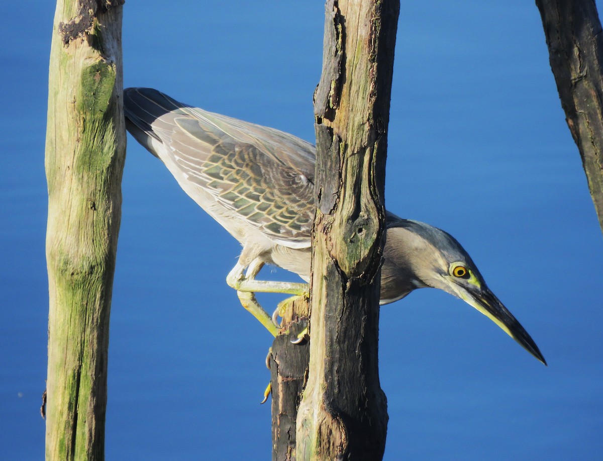 Striated Heron - ML620625992